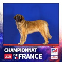 Portée née le 25 juin 2025